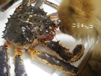 こんちはー。