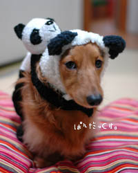 pandax!
