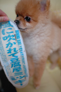 豆腐屋ミッキー???