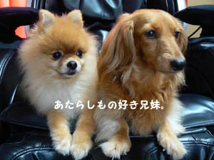 さて何でしょう?
