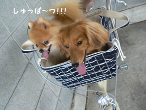 乗せてみる。