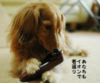 やらせ写真デス。