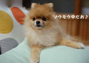 ぽくも元気だお。