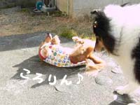 ころりんこ。