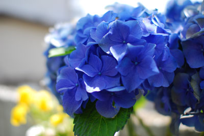 紫陽花