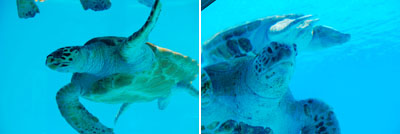 沖縄美ら海水族館 ウミガメ