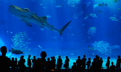 沖縄美ら海水族館