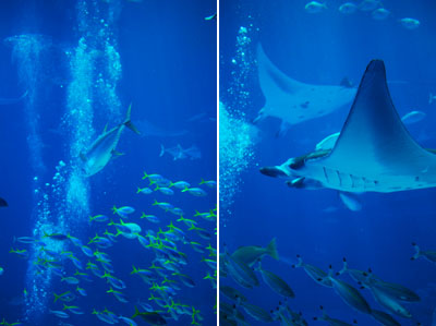 沖縄美ら海水族館