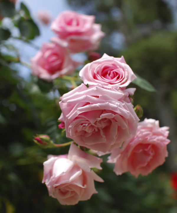 鎌倉 薔薇