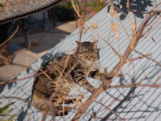 やねのねこ