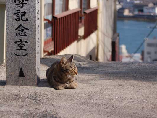 坂道の猫