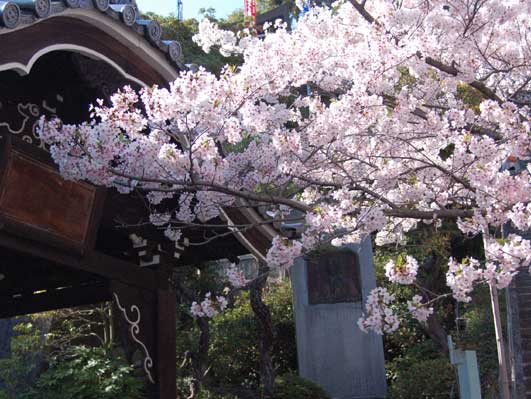 桜