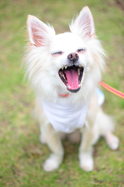 イクケンやまとの子育て奮闘記 - 動物写真家 高田千鶴の愛犬日記 犬僧房弁閉鎖不全症闘病記