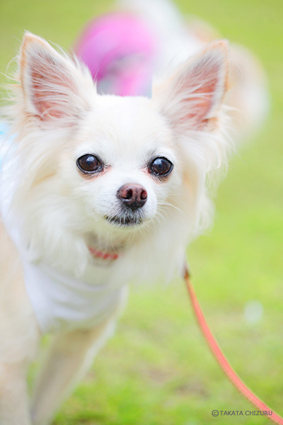 イクケンやまとの子育て奮闘記 - 動物写真家 高田千鶴の愛犬日記 犬僧房弁閉鎖不全症闘病記