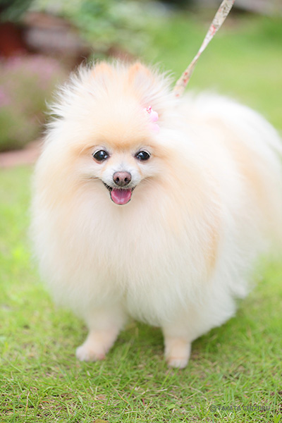 イクケンやまとの子育て奮闘記 - 動物写真家 高田千鶴の愛犬日記 犬僧房弁閉鎖不全症闘病記