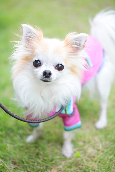 イクケンやまとの子育て奮闘記 - 動物写真家 高田千鶴の愛犬日記 犬僧房弁閉鎖不全症闘病記