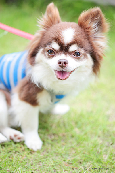 イクケンやまとの子育て奮闘記 - 動物写真家 高田千鶴の愛犬日記 犬僧房弁閉鎖不全症闘病記