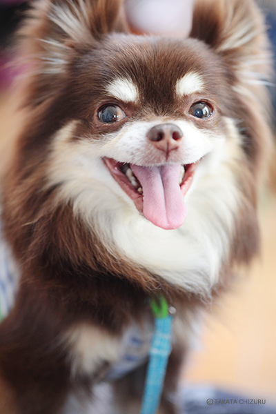 イクケンやまとの子育て奮闘記 - 動物写真家 高田千鶴の愛犬日記 犬僧房弁閉鎖不全症闘病記