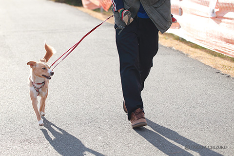 保護犬のんちゃんとの生活