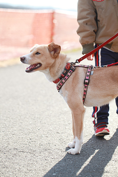 保護犬のんちゃんとの生活