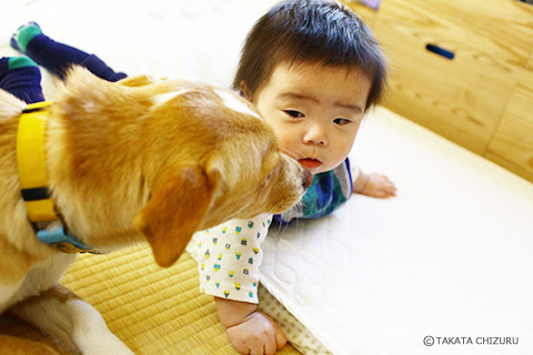 保護犬のんちゃんとの生活 愛犬と一緒の子育て