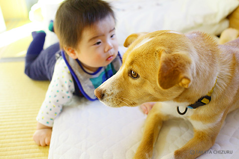 保護犬のんちゃんとの生活 愛犬と一緒の子育て