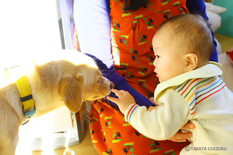 保護犬のんちゃんとの生活 愛犬と一緒の子育て