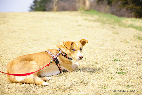 保護犬のんちゃんとの生活 愛犬と一緒の子育て