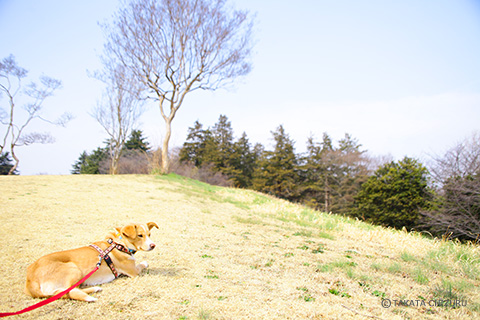 保護犬のんちゃんとの生活 愛犬と一緒の子育て