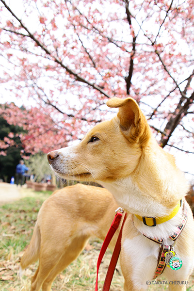 保護犬のんちゃんとの生活 愛犬と一緒の子育て