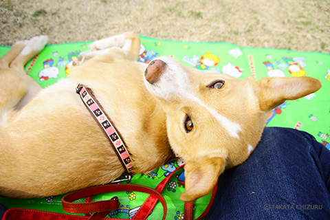 保護犬のんちゃんとの生活 愛犬と一緒の子育て