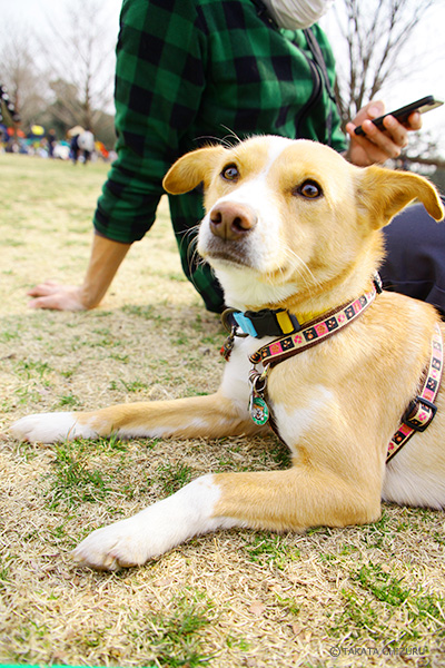 保護犬のんちゃんとの生活 愛犬と一緒の子育て