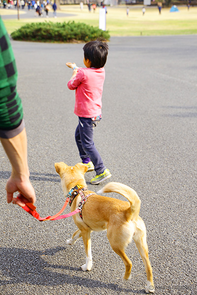 保護犬のんちゃんとの生活 愛犬と一緒の子育て