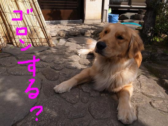 ゴロンする?.JPG