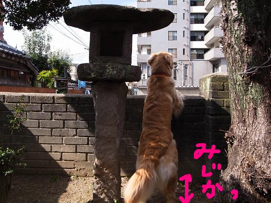 みじかっ.JPG