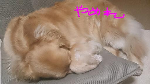 bubu2.JPG
