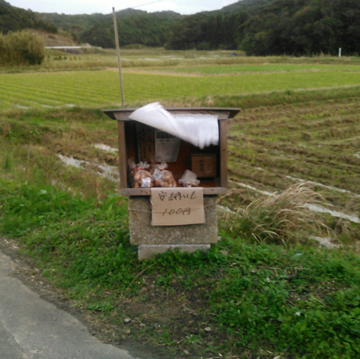安納芋 種子島