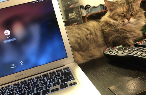 飼い猫 まる 最近 近くで寝てくれます Pc仕事の時も 僕が居ない時は 箱の中に 最近覚えた お手 のニューバージョンは僕の鼻に 笑 スーパーgtドライバー 松田次生 ブログ