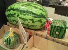 watermelon