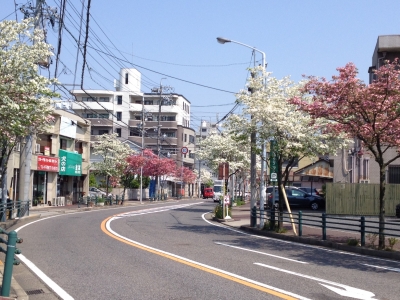 花水木