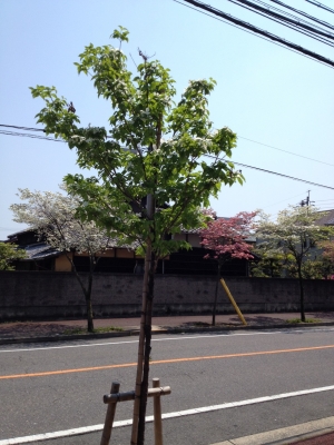 花水木