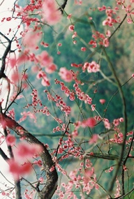 michikoinamoto