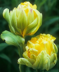 michikoinamoto
