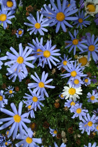 blue na hana