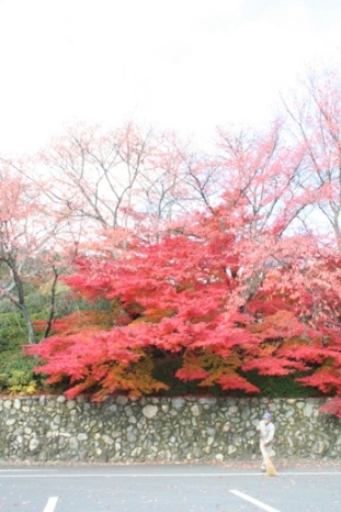 momijiu
