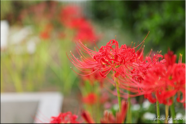 Canon EOS 5DmarkII