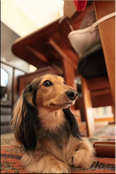 Canon EOS 5DmarkII