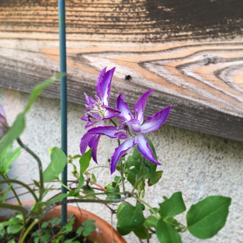 アストラノヴァ | こじこじ日記