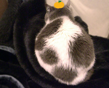 たべれません