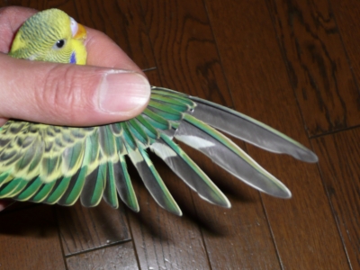 羽は切るべき 一期一会 インコ達に感謝